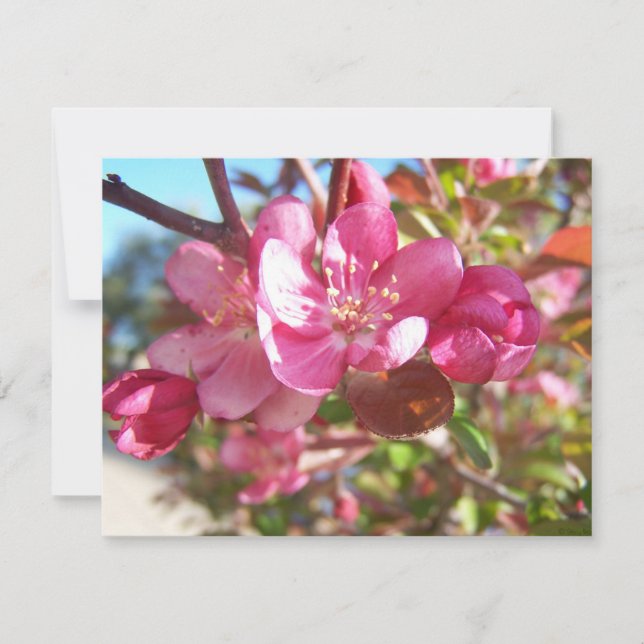 Crab Apple Träd i Bloom (Framsida)