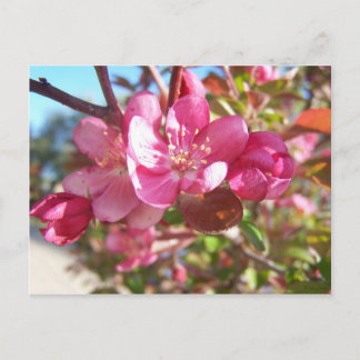 Crab Apple Träd i Bloom Vykort