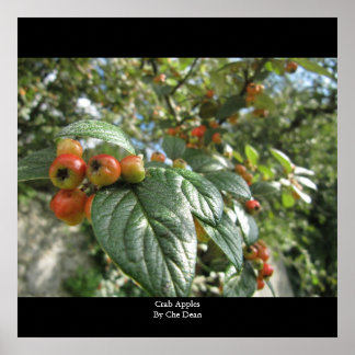Crab Apples av Che Dean Poster