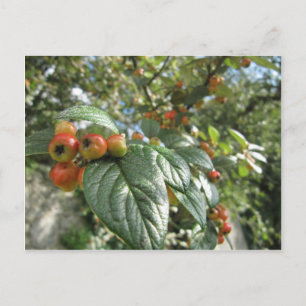 Crab Apples Vykort