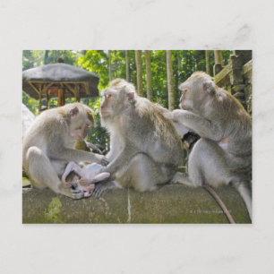 Crab-ätande Macaque, Macaca fasciularis, Ubud Vykort