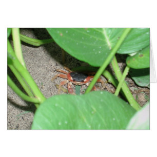 Crab-gömmande kort