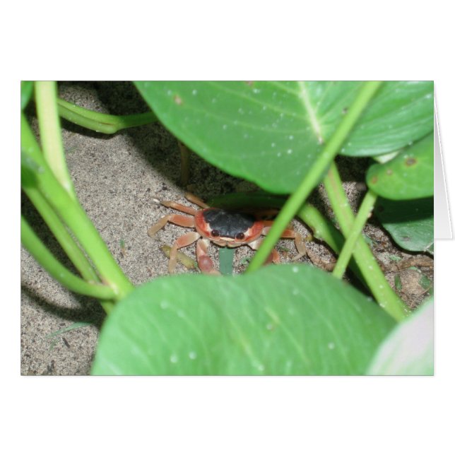 Crab-gömmande kort (Framsidan Horizontal)