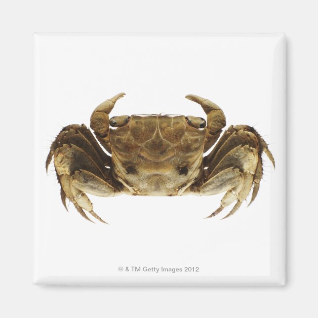 Crab på vit bakgrund magnet (Framsidan)