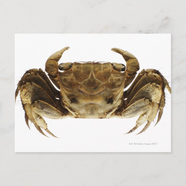 Crab på vit bakgrund vykort (Framsida)
