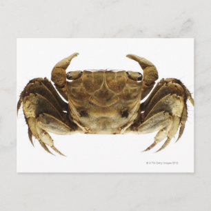 Crab på vit bakgrund vykort