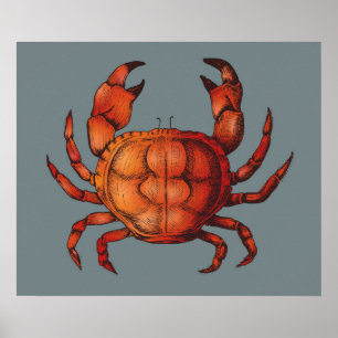 Crab Poster
