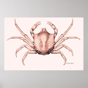 Crab Poster Kelp Crab