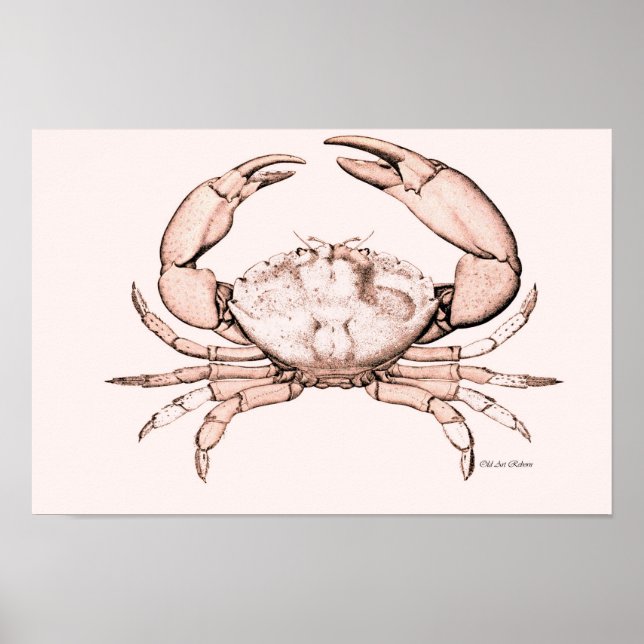 Crab Poster ~ Stone Crab (Framsidan)