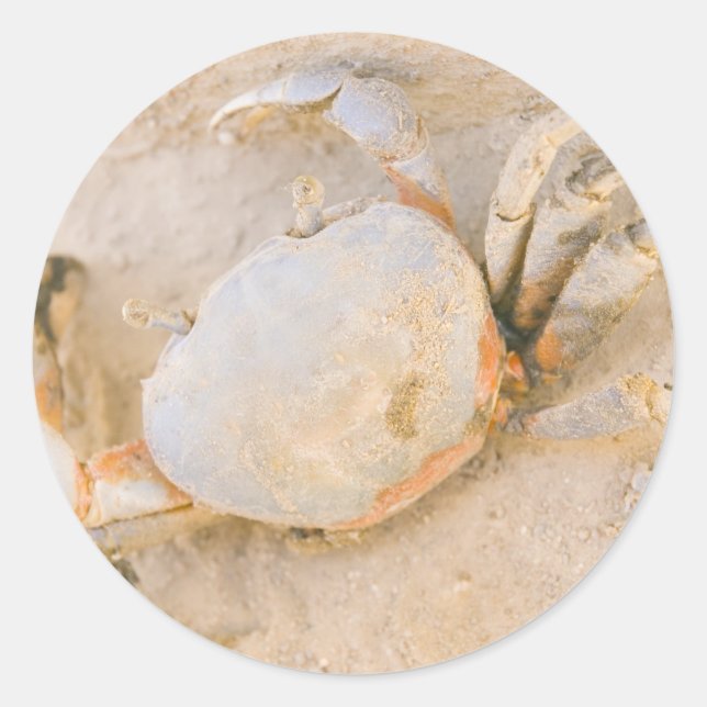 Crab Runt Klistermärke (Framsida)