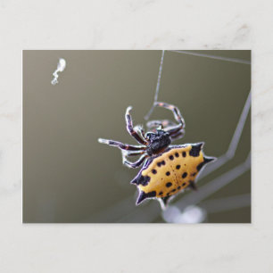Crab som Orb Weaver Spider Vykort