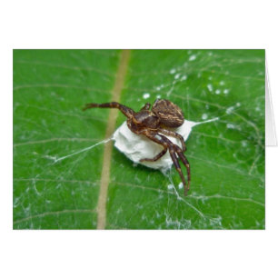 Crab Spider på Milkweed CoordinItems Hälsningskort