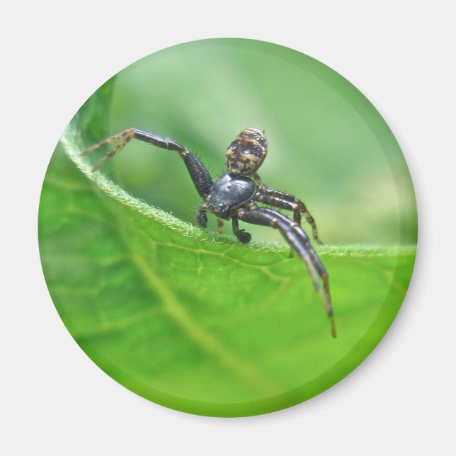 Crab Spider på Milkweed CoordinItems Magnet (Framsidan)
