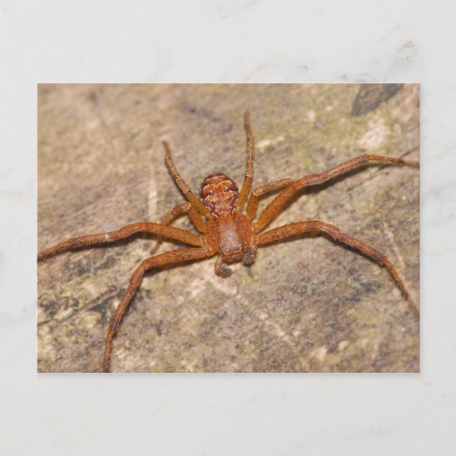 Crab Spider. Vykort (Framsida)