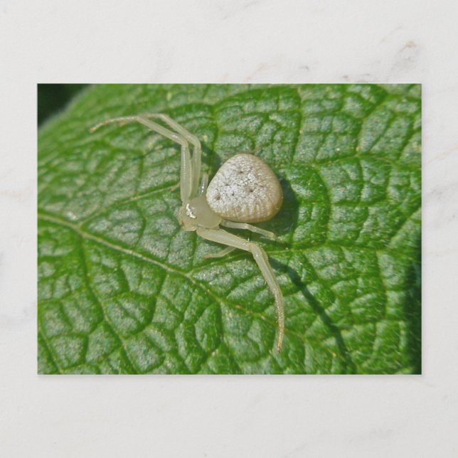 Crab Spider-vykort Vykort (Framsida)