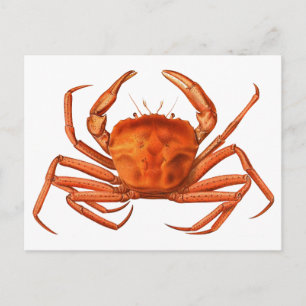 Crab vycard - Antique Scientific Illustration Vykort