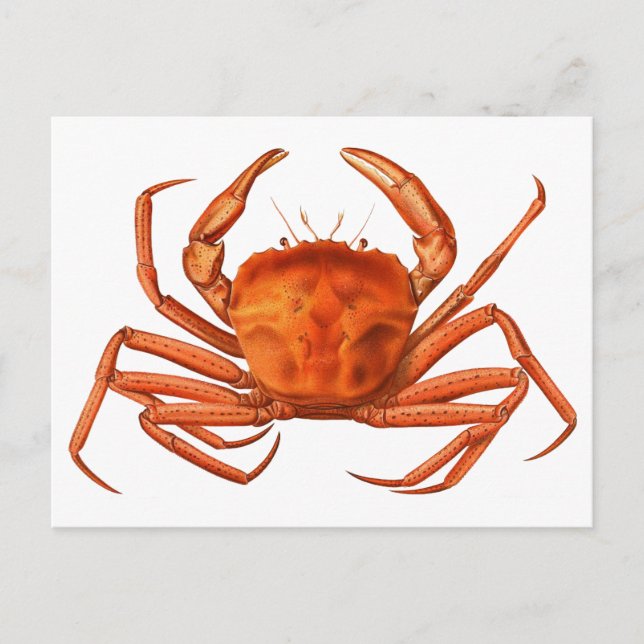 Crab vycard - Antique Scientific Illustration Vykort (Framsida)