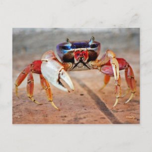 Crab Vykort