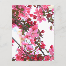 Crabapple Beauty Vykort