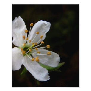Crabapple blommar fototryck