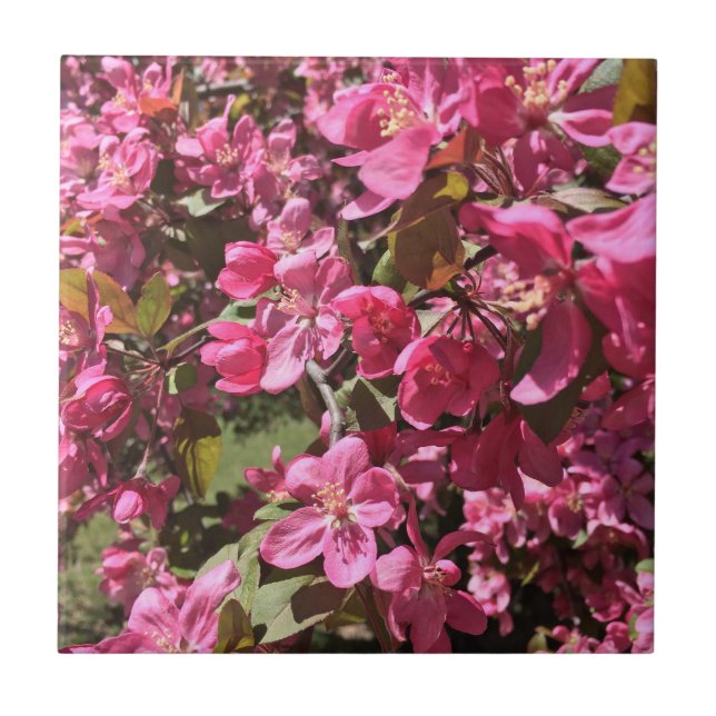 Crabapple-Blommar Kakelplatta (Framsidan)