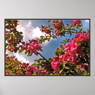 Crabapple-Blommar Poster