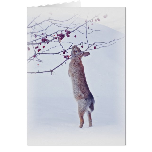 Crabapple Bunny - kanin Hälsningskort (Framsidan)