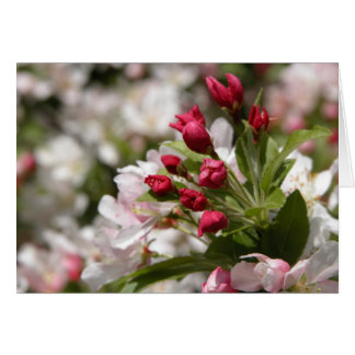 Crabapple knoppar hälsningskort