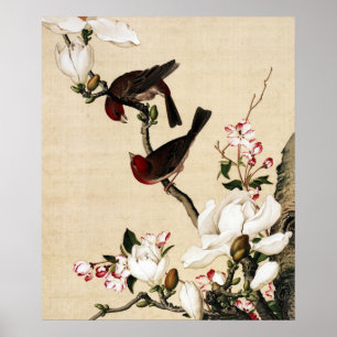 Crabapple och Magnolia Fine Art Poster