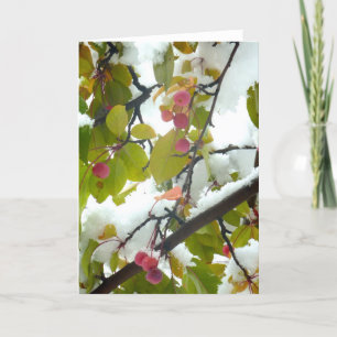 Crabapple: Snö Kort