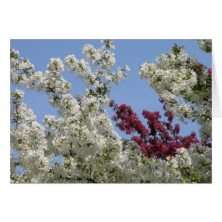 Crabapples i arboretumen hälsningskort
