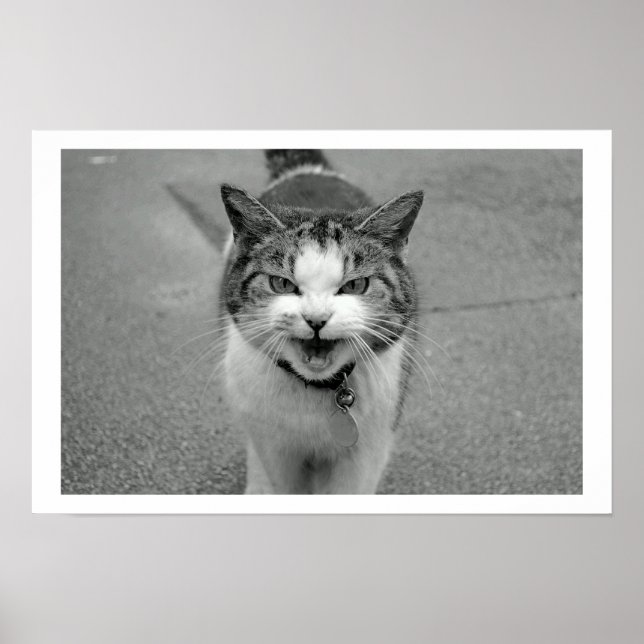 Crabby Cat Poster (Framsidan)