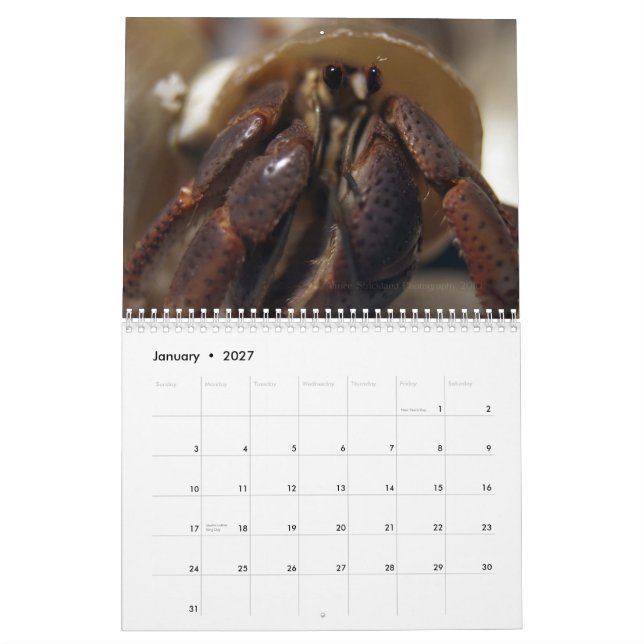 crabby eremitkrabbor kalender (Jan 2027)