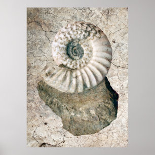 CRACKED SPIRAL NAUTILUS SNÄCKA POSTER