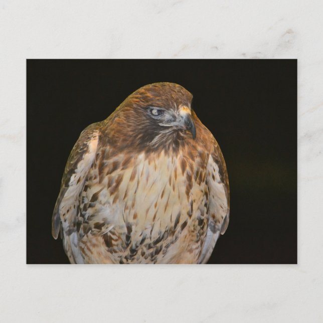 Crafty Hawk Vykort (Framsida)