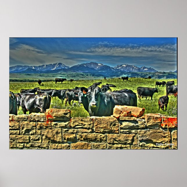 Crag Eyrie Cow Poster (Framsidan)