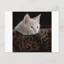 Crämkitten med vackra blå ögon