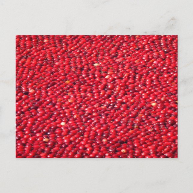 Cranbär Festive Red Vykort (Framsida)