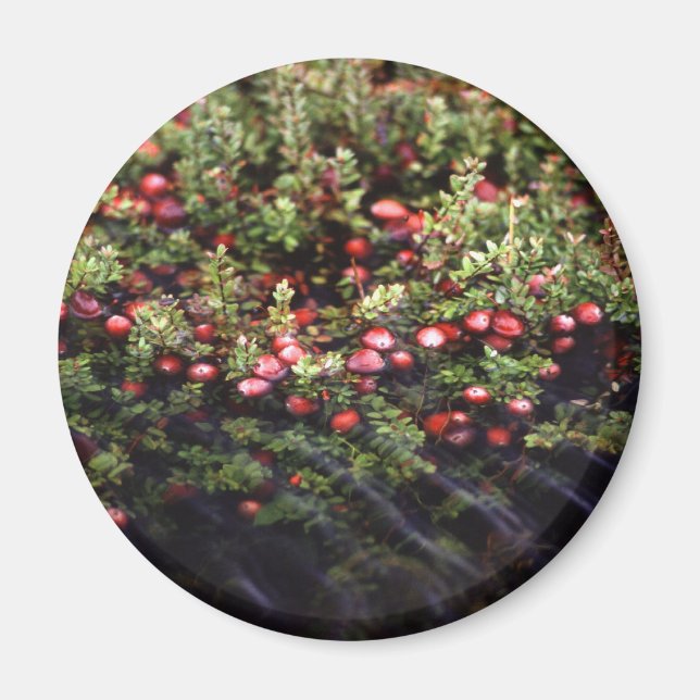 Cranberry Bog Magnet (Framsidan)