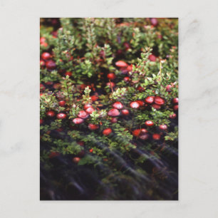 Cranberry Bog Vykort