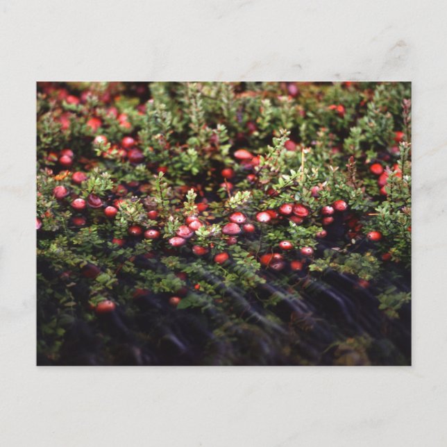 Cranberry Bog Vykort (Framsida)