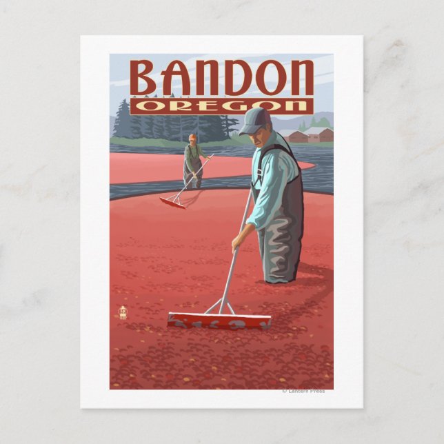 Cranberry Bogs Harvest - Bandon, Oregon Vykort (Framsida)