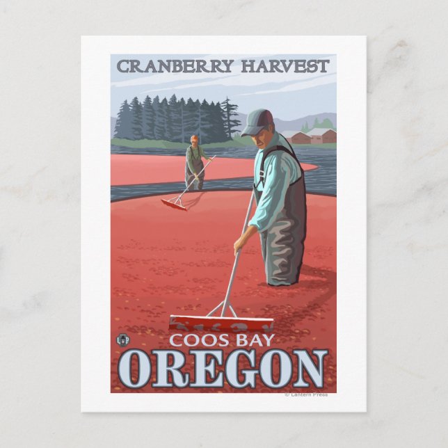 Cranberry Bogs Harvest - Coos Bay, Oregon Vykort (Framsida)