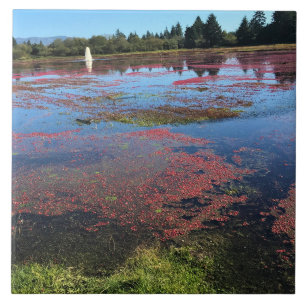 Cranberry Farm, Long Beach, Washington Kakelplatta