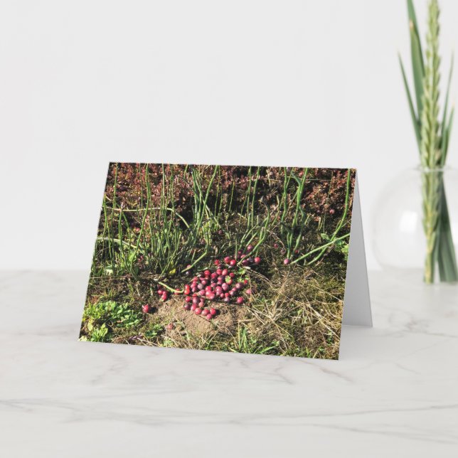 Cranberry Farm, Long Beach, Washington Kort (Framsida)