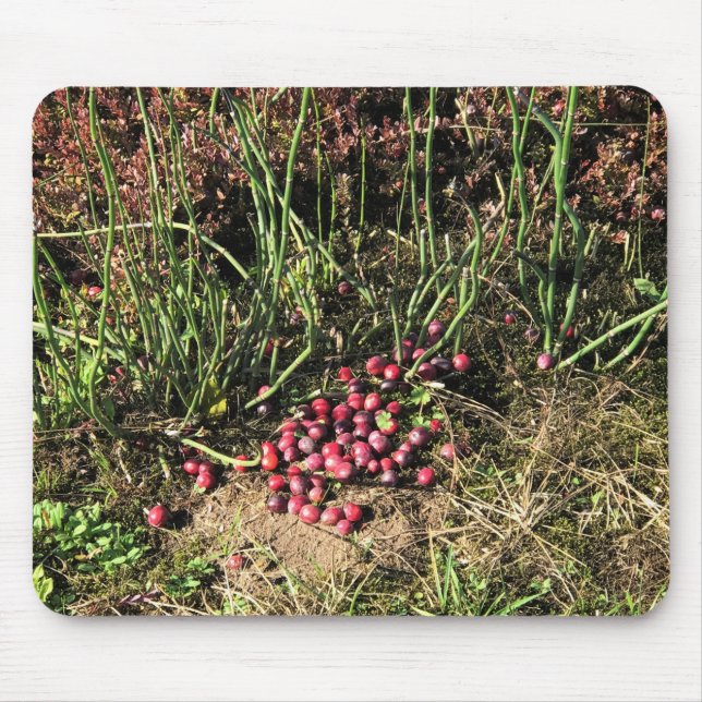 Cranberry Farm, Long Beach, Washington Musmatta (Framsidan)