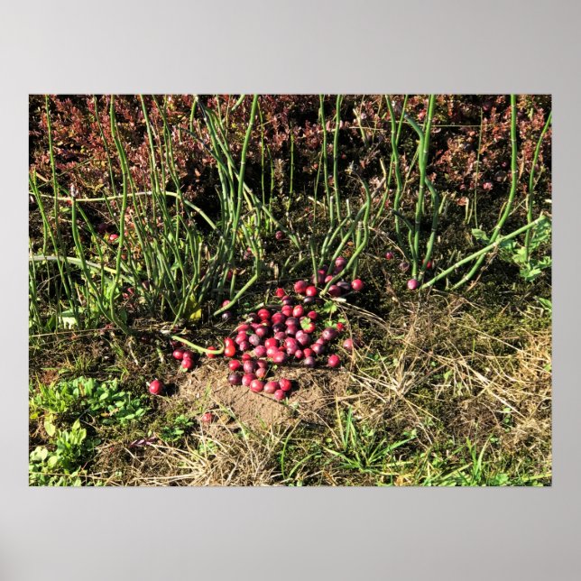 Cranberry Farm, Long Beach, Washington Poster (Framsidan)