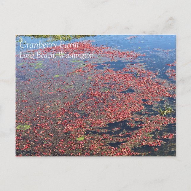 Cranberry Farm, Long Beach, Washington Vykort (Framsida)