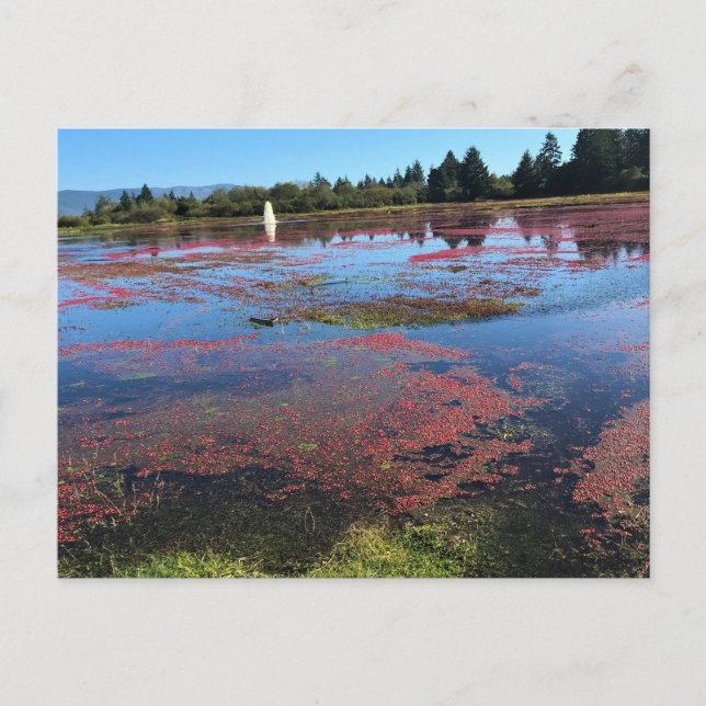 Cranberry Farm, Long Beach, Washington Vykort (Framsida)