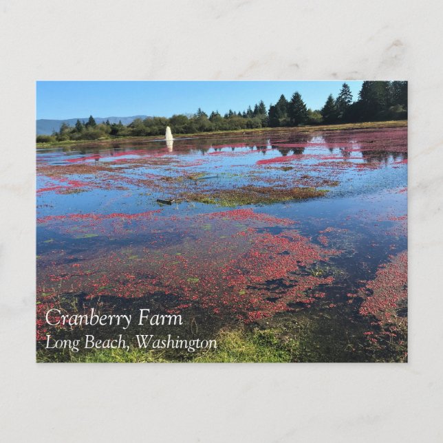 Cranberry Farm, Long Beach, Washington Vykort (Framsida)